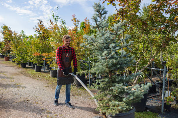 Best Emergency Storm Tree Removal  in Blue Mound, IL